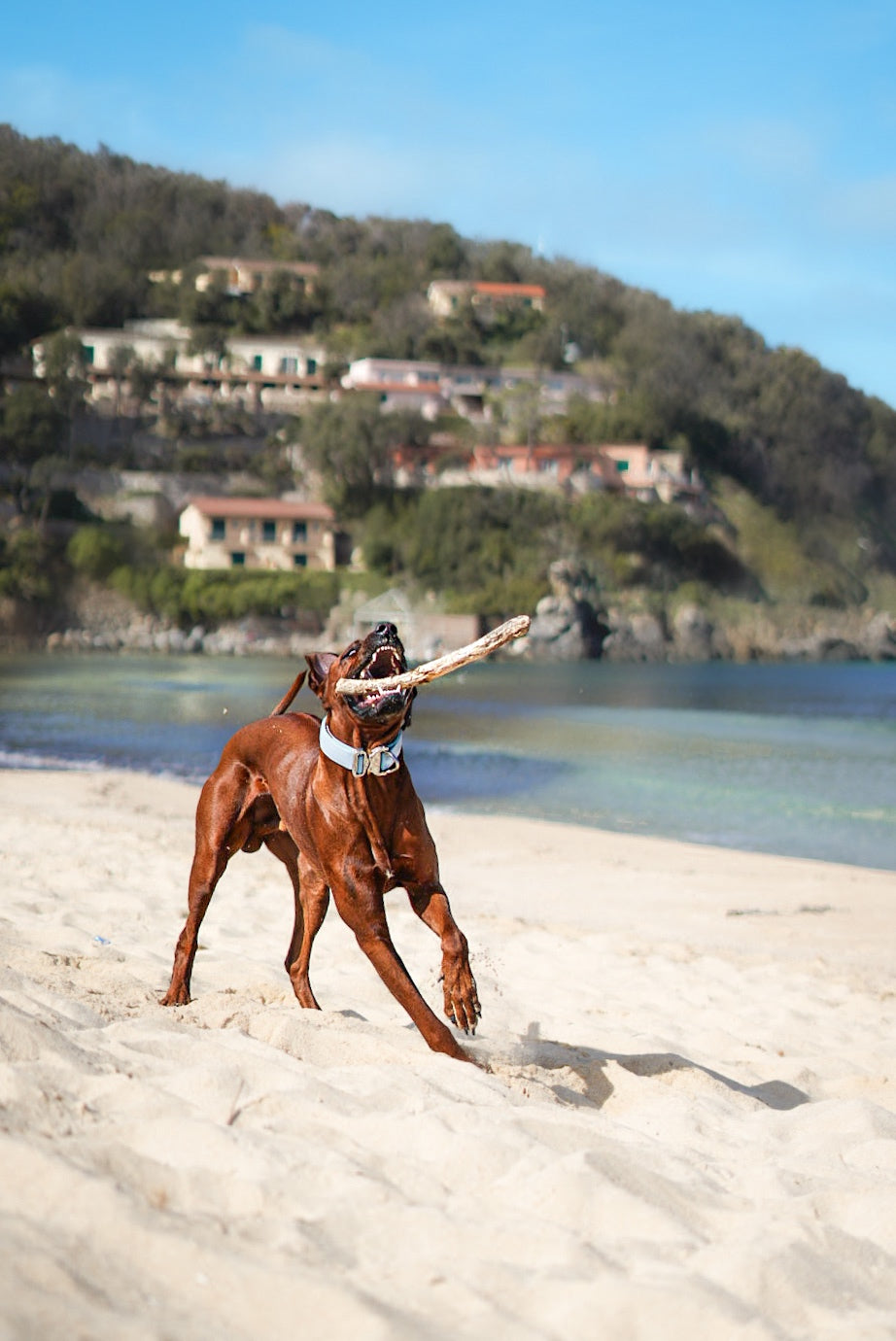 BlazingPaws Mariner 5,1 cm breites Luxus-Leder-Hundehalsband für große  Hunde, Kristallnieten-Design mit weicher Wildlederpolsterung (XL:  Halsumfang 50,8–58,4 cm, Braun) : : Haustier